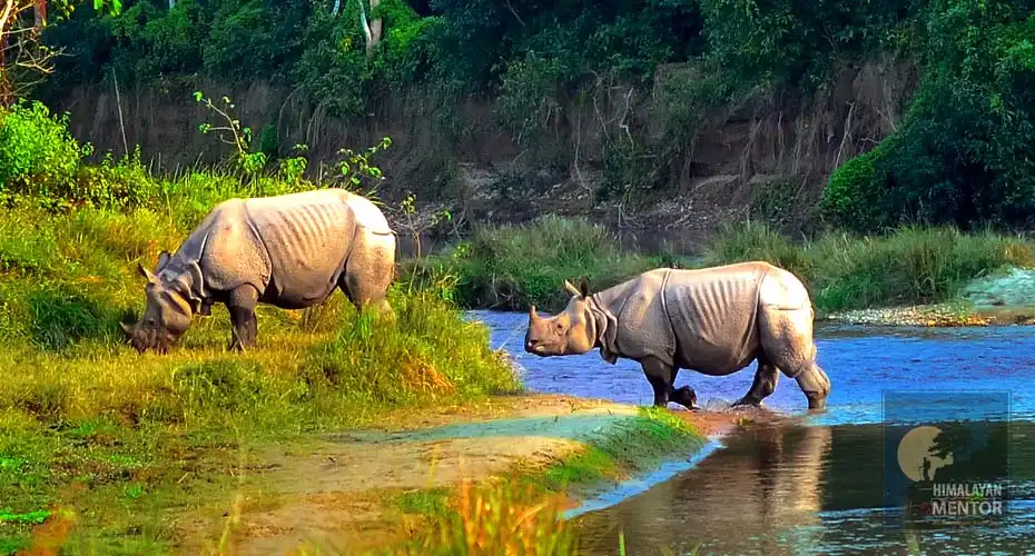 Exciting wildlife safari in Chitwan National Park of Nepal.