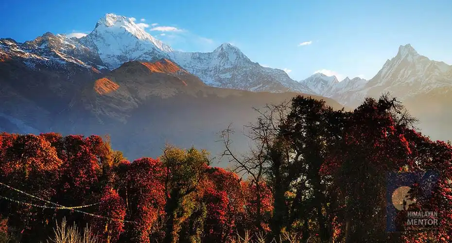 Morning view of Himalayan panorama and rhododendron forest from Ghorepani Poon Hill