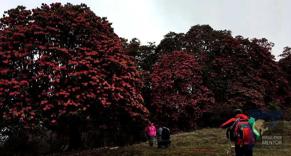 Rhododendron forest, if you trek to the Poon Hill during spring time (April to May), if you enjoy this view