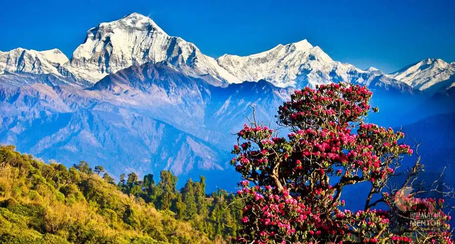 The amazing glory of Mt. Dhaulagiri from Poon Hill