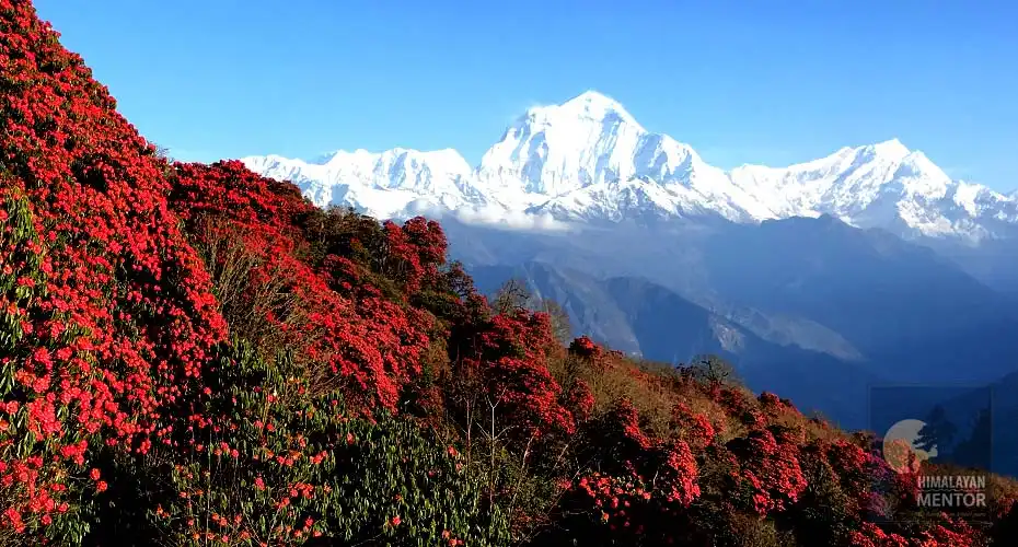 View of beautiful rhododendron forest and Mt. Dhaulagiri from Poon Hill