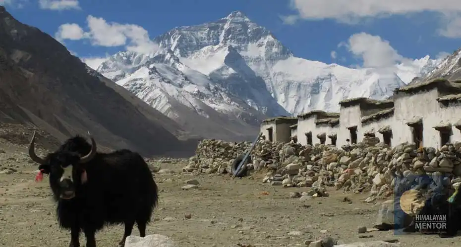 Yak in Everest base camp (Tibet side)