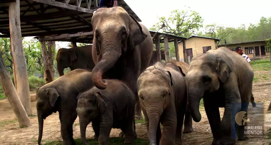 Elephant breeding center at Chitwan National Park