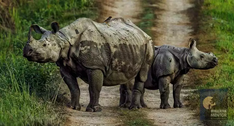 Wildlife safari in Chitwan National park and spotted one horned rhinoceros 