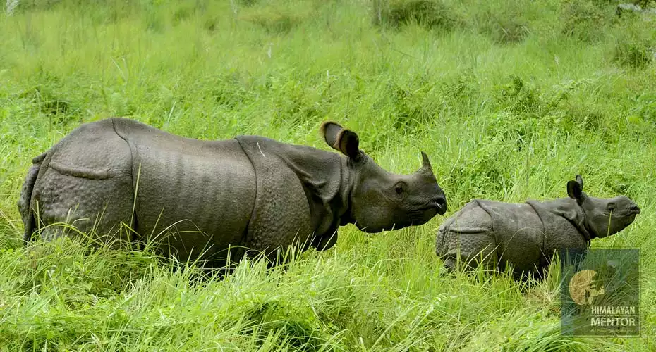 One horned Rhino seen during the jeep safari in Chitwan National Park