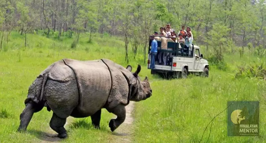 Jeep safari in Chitwan National Park, one horned rhinoceros spotted. 