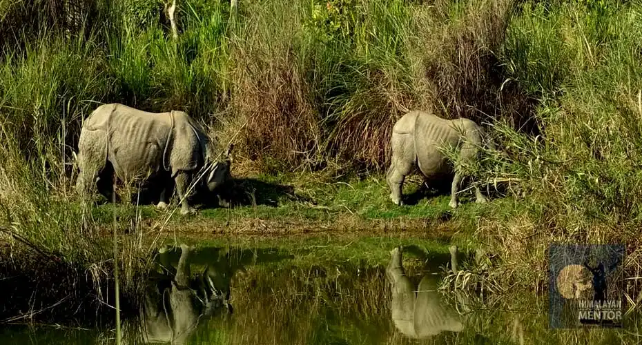 Wildlife safari in Chitwan National Park in luxury style