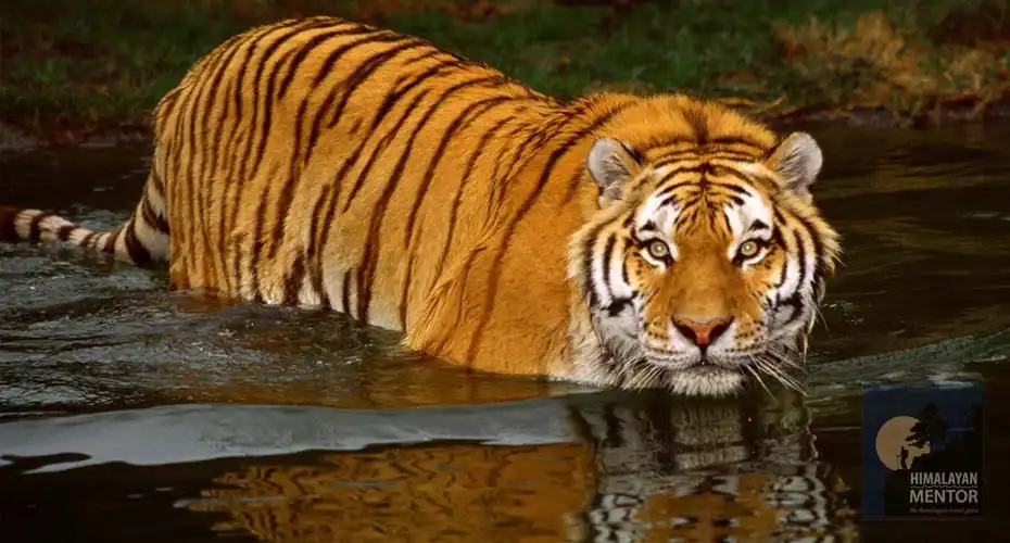 Royal Bengal Tiger spotted during Bardia wildlife safari